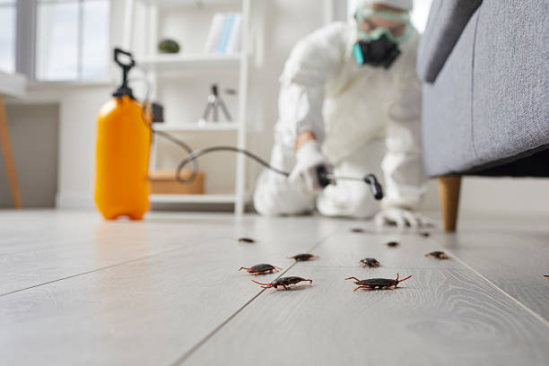 Commercial Kitchen Cockroach Control in Grand Meadow